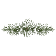 Branches Spruce Pine 4