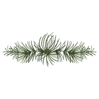 Pine Spruce Branches 4