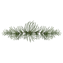 Pine Spruce Branches 4