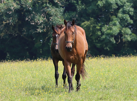 Horse Racing training Ireland _ Jack Davison Racing _ County Meath