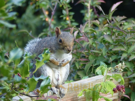 Autumn Antics