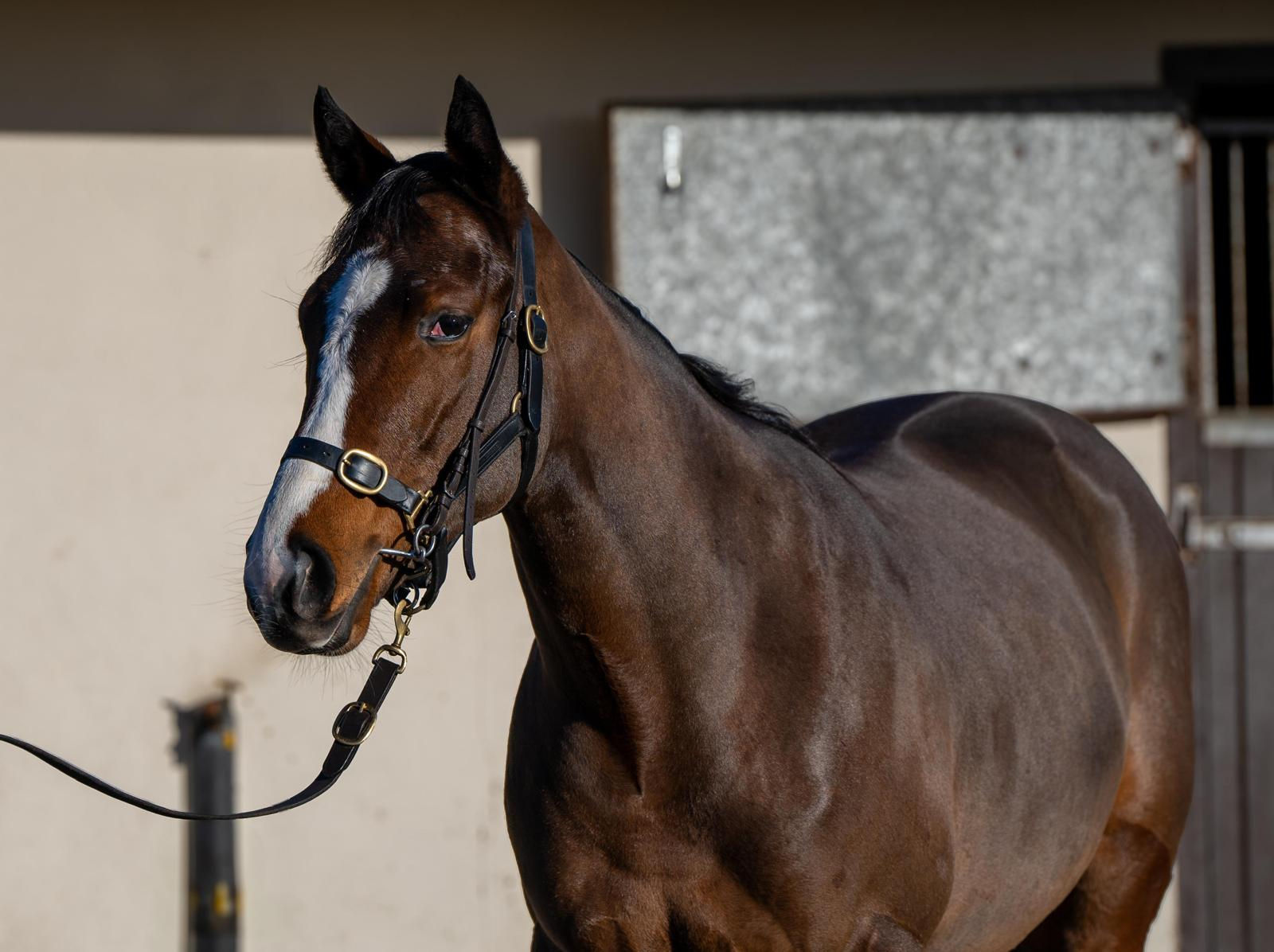 Jack Davison Racing Club Share