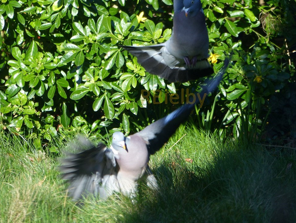 Turns out not everyone was kung-fu fighting...