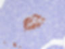 Pancreas Islet, monkey, anti-insulin, 20