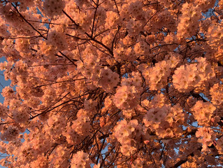 DC’s guide: National Cherry Blossom