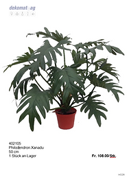 Philodendron Xanadu
50 cm
1 Stück an Lager	Fr. 108.00/Stk.

