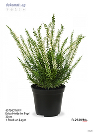 Erica Heide im Topf
30cm
1 Stück an Lager	Fr.25.00/Stk.
