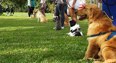adestramento cães Curitiba