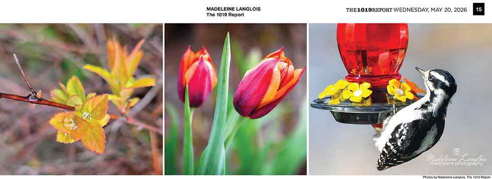 5 20 26 buds blooms and birds