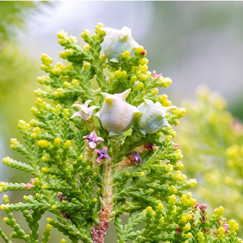 Cleanse and Purify Organic Cleanser Skincare Sanso Cellular by Sonya Australia