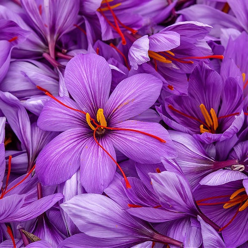 Saffron Spice Inspired I Pure Soy Candle Sanso Cellular Sonya Australia