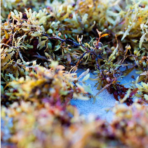 Carrageen Hand Gel Handmade Sanso Cellular By sonya Australia