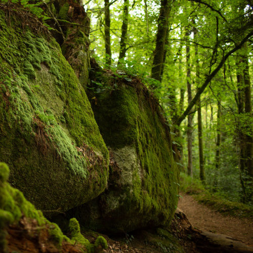 Lime May Chang Ylang Ylang Essential Oil