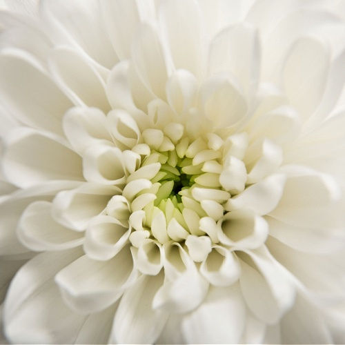 Chrysnathemum Flower Blooming White Tea Sanso Cellular By Sonya Australia