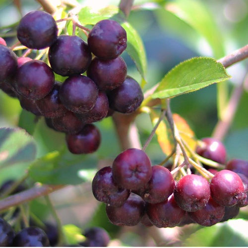 Opium Organic Body Hand Creams Sanso Cellular by Sonya Australia