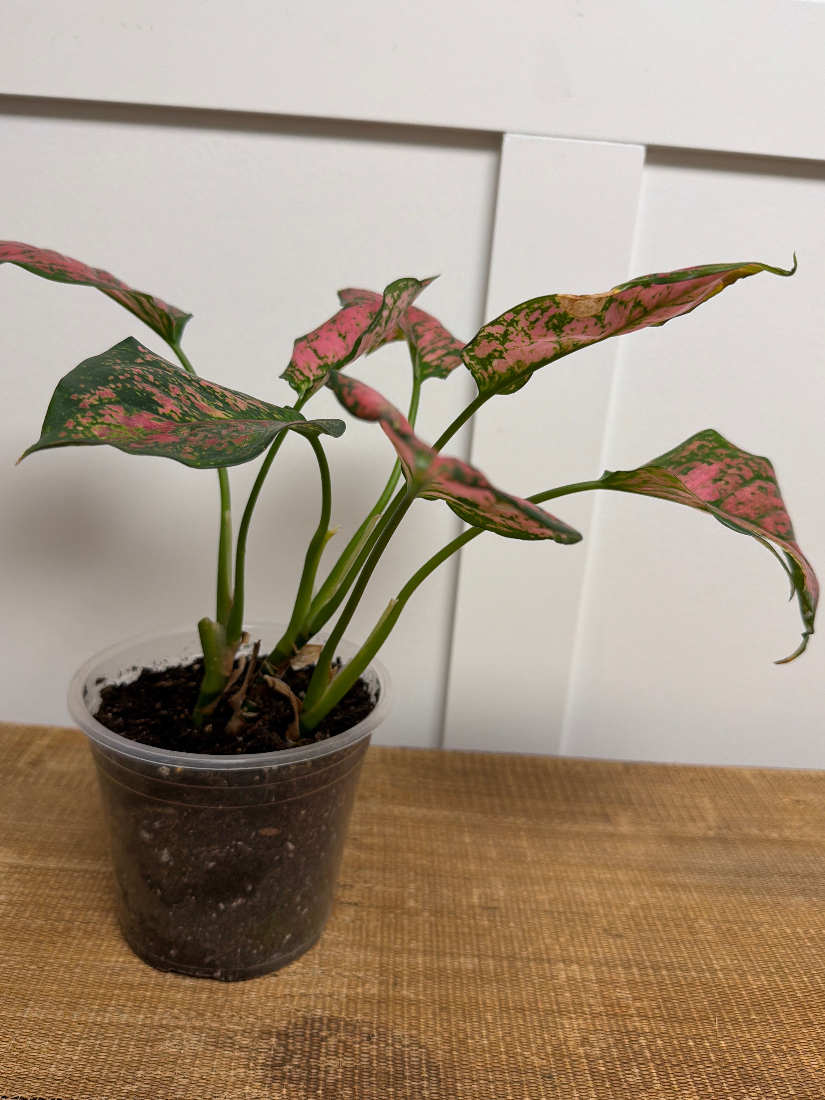 Chinese evergreen (6in.)
