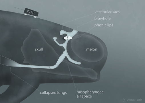 pilot whale communication 2020
