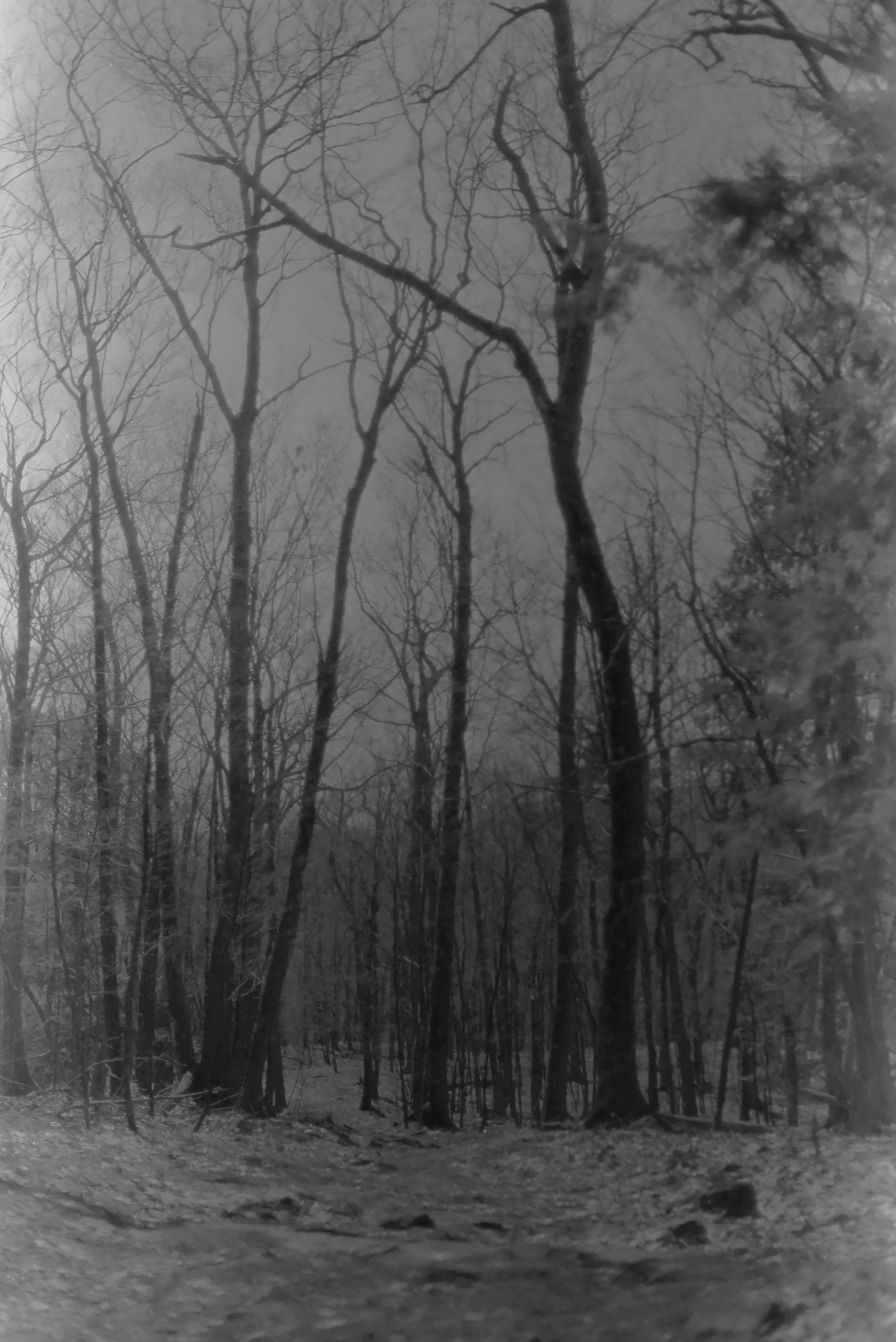 black and white trees landscape