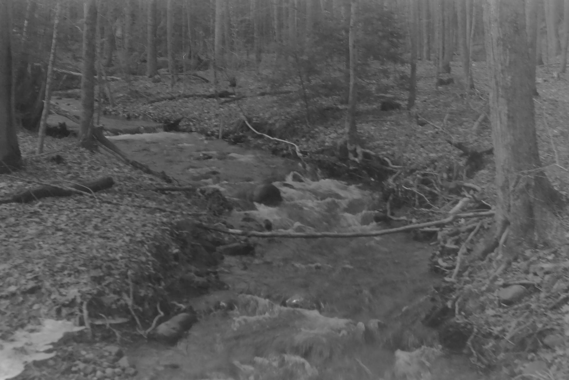 black and white film landscape, trees and stream