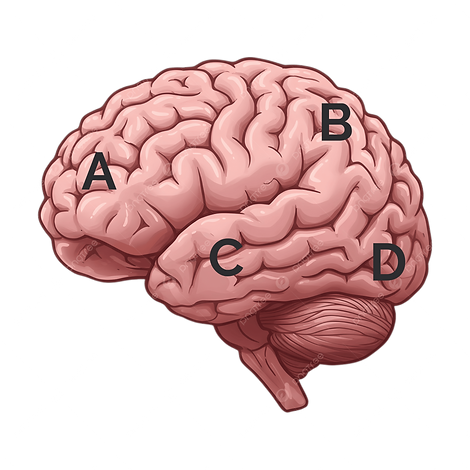 pngtree-realistic-human-brain-illustrati