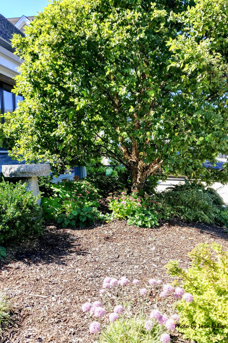 Little King River Birch at the parking lot entrance with the granite birdbath and Autumn Joy sedum. Twisty onion (Allium senescens) and an Ogon Spirea in the foreground.