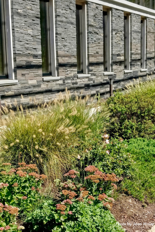 'Hell Strip' along the Main Street sidewalk. Autumn Joy sedum, Drift series Shrub rose, dwarf Fountain Grass (Pennesetum Hameln), Little Princess Spirea along with some Korean Mums (Dendranthemum) which aren't showing the buds of flowers that will bloom in October.