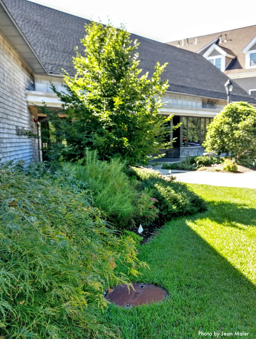 Back parking lot entrance. European Hornbeam and Little King River Birch with A Japanese Maple and a wispy Amsonia in the foreground.