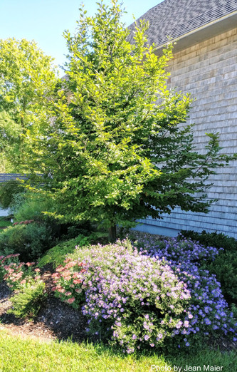 European Hornbeam at the parking lot entrance. Flowering perennials under are Autumn Joy sedum and a blue Aster (variety unknown).