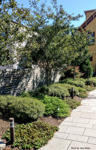 Back courtyard along the fence. Winter King Hawthorn trees underplanted with Threadleaf Coreopsis, Russian Arborvitae (Microbiota), Siberian Iris, and Barren Strawberries.