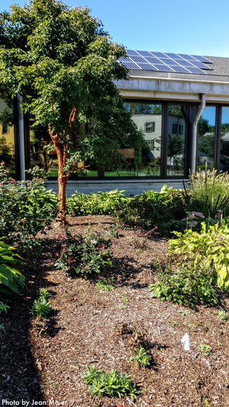 Paperbark Maple at the courtyard entrance with various Hostas and a bare area recently cleared of enthusiastic annual volunteer Silene.