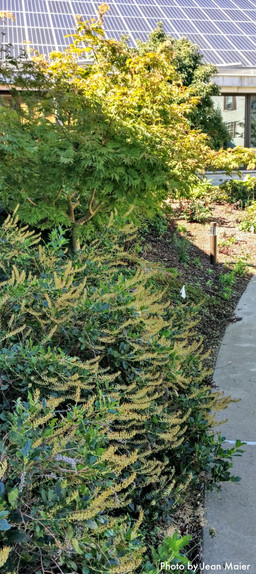 Further east, Sweet Pepperbush (Clethra 'Hummingbird') and Japanese Maple along the sidewalk.