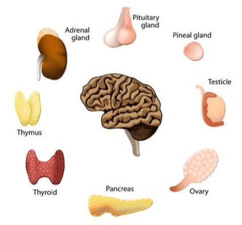 ENDOCRINE DRUGS