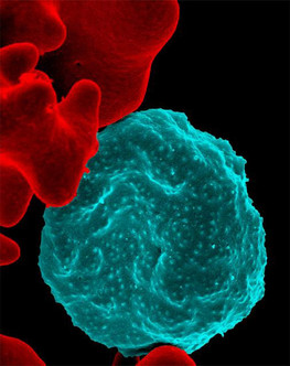 Anti Malarial