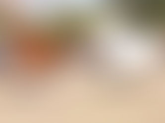 If Rohr Park Arena is Removed, Where will Horses Frolic and Socialize?