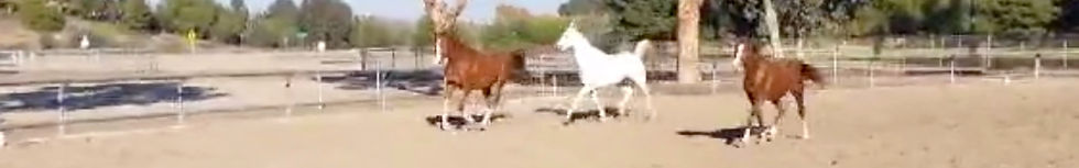 We Need Your Help—Please Attend the Meeting Tonight to Oppose Removing the Rohr Park Arena