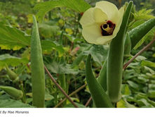 Okra and Fenugreek Extracts Safely Remove Microplastics From Water in New Texas Research