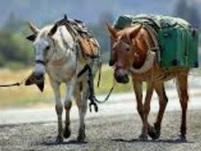 3 Mules Looking for a New Mule