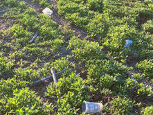 Bonita Means Beautiful . . . Please Help Keep It That Way