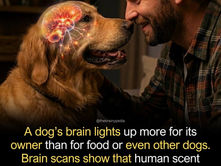 Dogs Truly See Their Humans as the Most Important Part of Their World