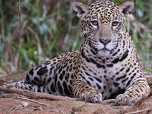 Researchers Blown Away After Finding Jaguar Population Up 30% Across Mexico