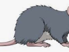 Golden State Is Nation's Rat Capital: This CA City Is 'Rattiest' Place In USA