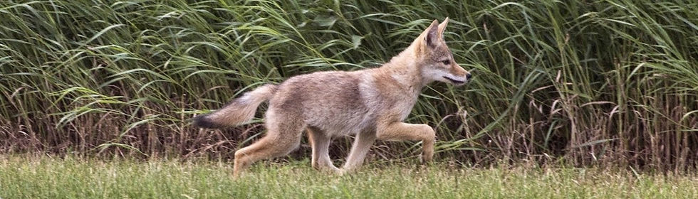 How to Stay Safe if You Encounter a Coyote