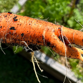 growing carrots