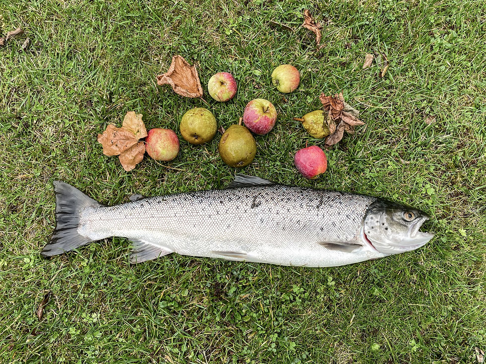 Meerforelle, Sea Trout, Havørred