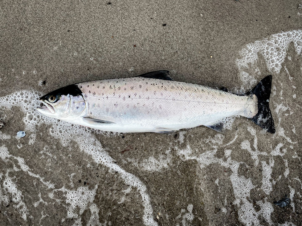 Meerforelle Fliegenfischen Seatrout Havsöring Havørred Sjøørret Flyfishing Coastlineflyfishing Ssjøørretfiske Saltwaterfly Meerforellenfliege Havørredfiskeri Havsöringflugor Havørredflue Sjøørretfiske Saltwaterflyfishing Kystfiskeri Flugfiske