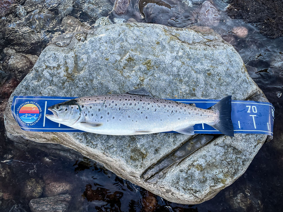 Meerforelle, Fliegenfischen auf Meerforelle, Sea Trout, Havørred