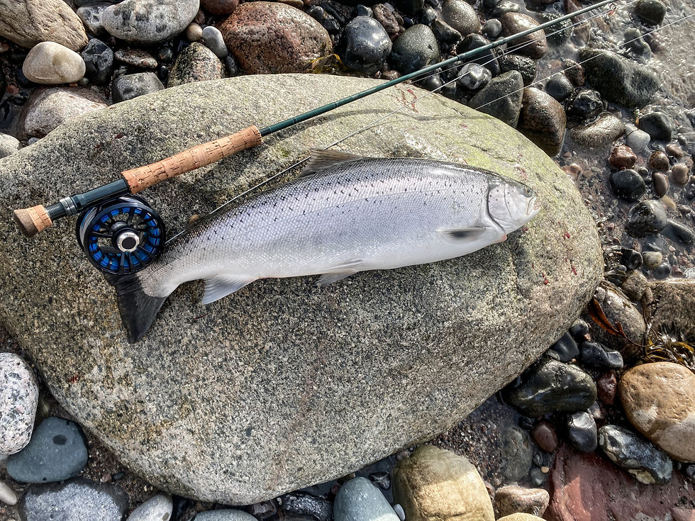 Meerforelle, Havørred, Sea Trout, Seatrout