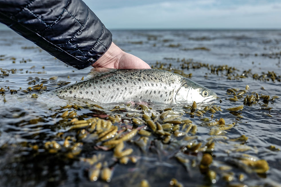 Meerforelle Fliegenfischen Seatrout Havsöring Havørred Sjøørret Flyfishing Coastlineflyfishing Ssjøørretfiske Saltwaterfly Meerforellenfliege Havørredfiskeri Havsöringflugor Havørredflue Sjøørretfiske Saltwaterflyfishing Kystfiskeri Flugfiske
