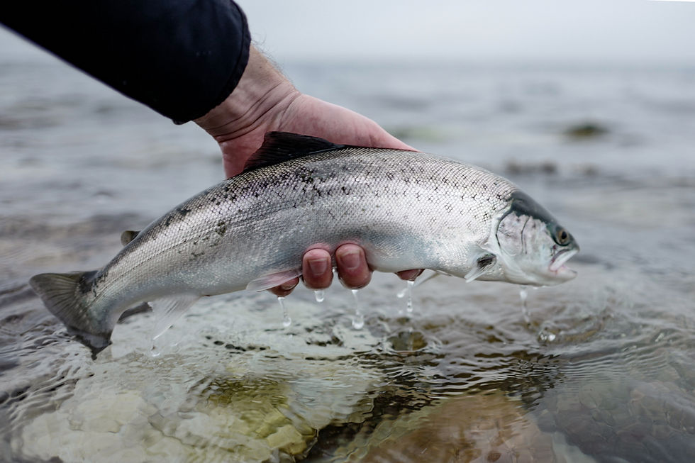 Meerforellen, Sea Trout, Seatrout, Havørred