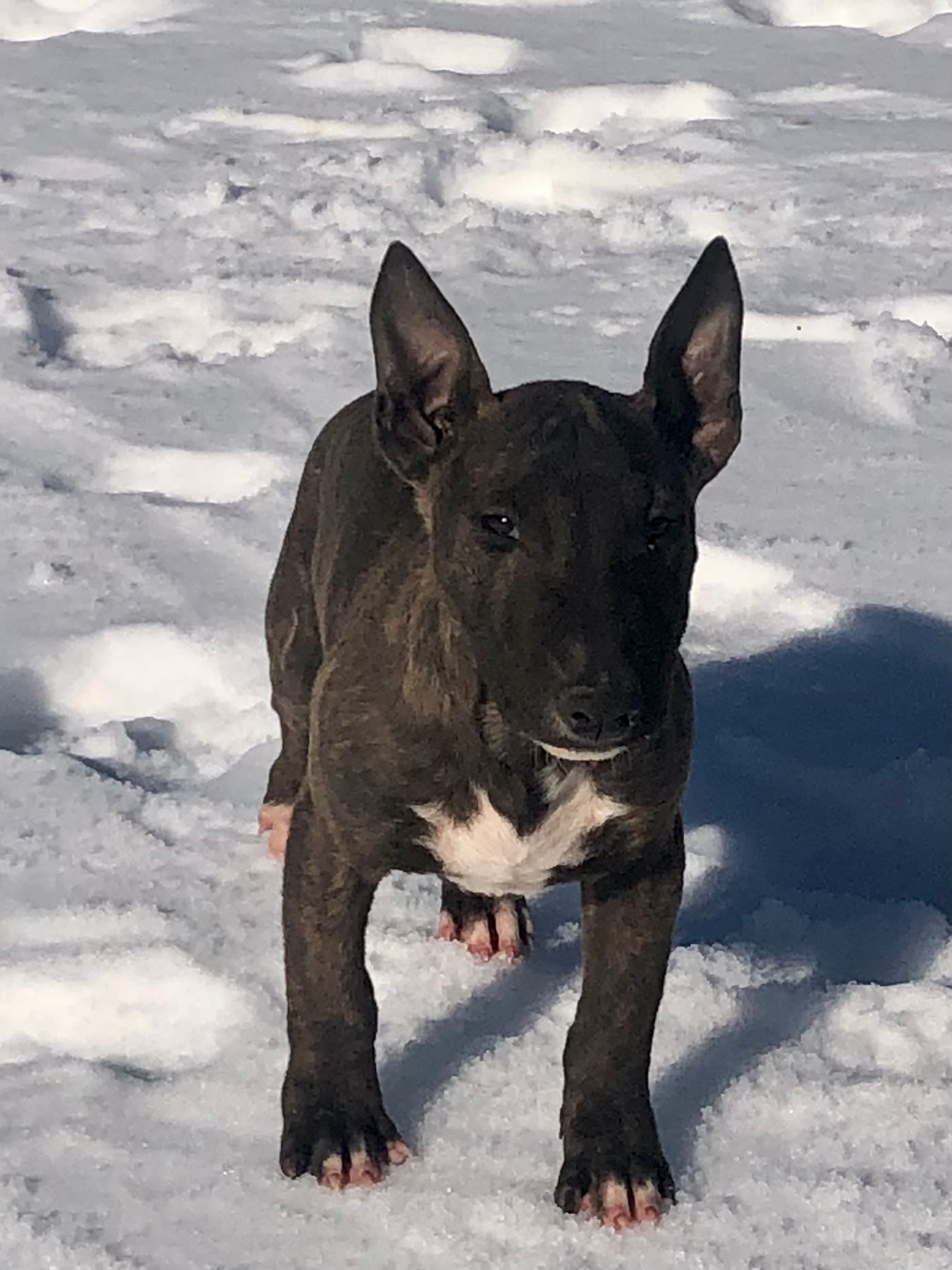 BEAR Male Mini Bull Terrier Born 10/12/25